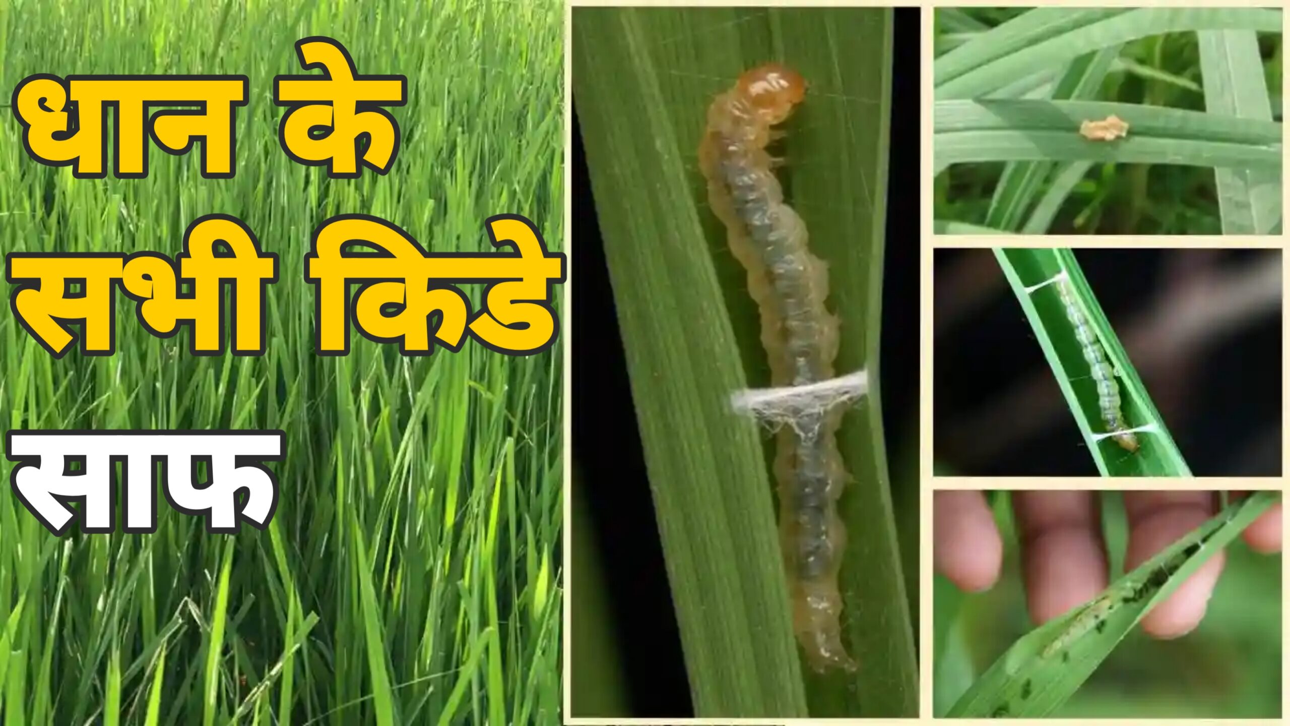 धान की फसल में कीड़ों से छुटकारा पाने के आसान और प्रभावी उपाय